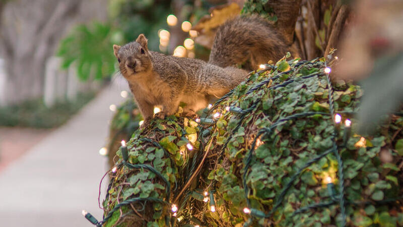 סנאי במרחב הציבורי בקליפורניה