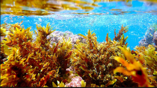 גן אצות ישראלי תת־ימי. מיני האצות: סרגסון (Sargassum vulgare) , גנית מאדימה (Jania rubens) , חסנית (Ulva rigida)