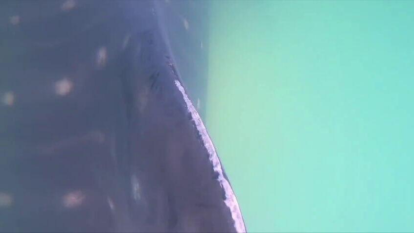 כריש בחוף באשדוד