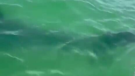 כריש בחוף י"א באשדוד