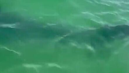 כריש בחוף י"א באשדוד