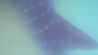 כריש בחוף באשדוד