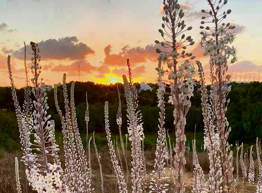 Sunrise, in autumn (Photo: Anat Dreznin) yk14496636