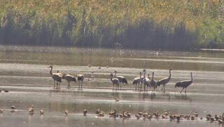 הגיעו מרוסיה. עגורים באגמון החולה