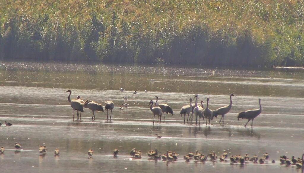 הגיעו מרוסיה. עגורים באגמון החולה