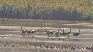 הגיעו מרוסיה. עגורים באגמון החולה