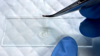 דבק ביולוגי טכניון