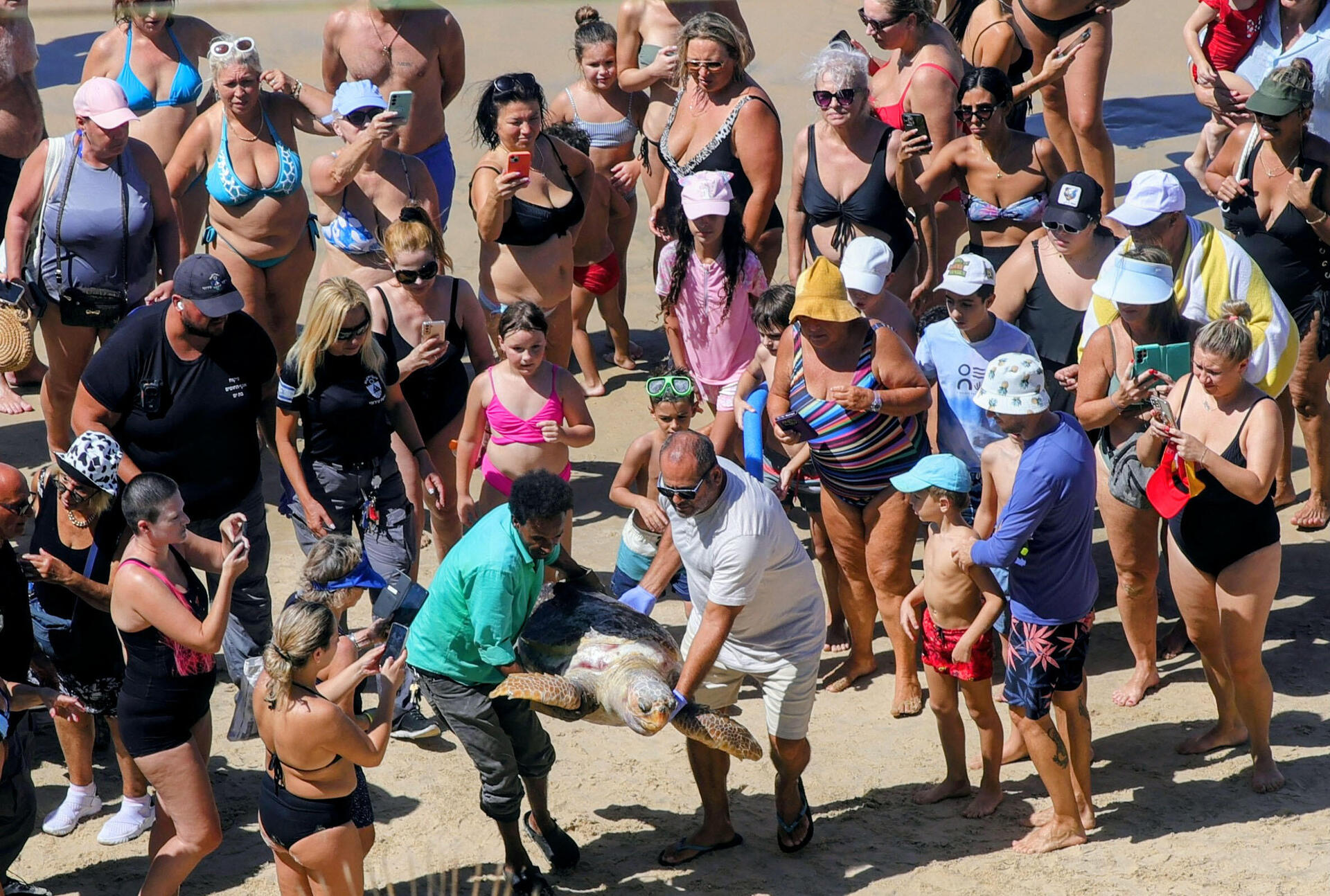 צב ים שנסחף פצוע לחוף, מפונה לטיפול  