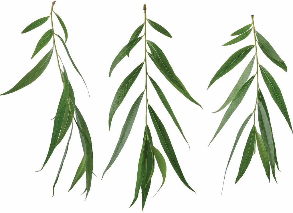 ערבה. יעילה בין היתר לטיפול בחום ובכאבי ראש