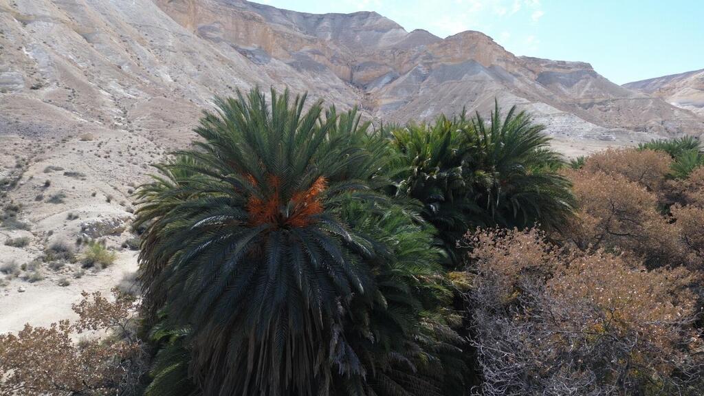 עצי תמר בערבה