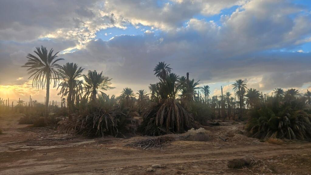 עצי תמר בערבה