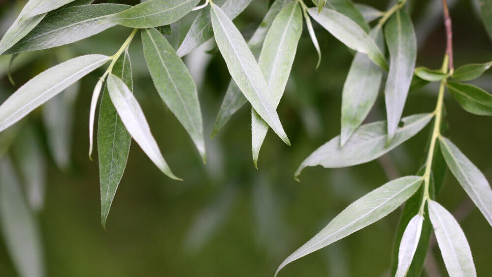 Белая ива (Фото: shutterstock) Белая ива