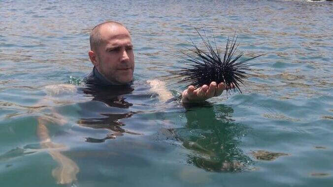 הוצאת קיפוד ים מהמים