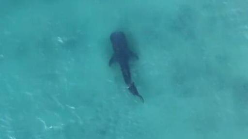 הכריש בדרך לאשדוד