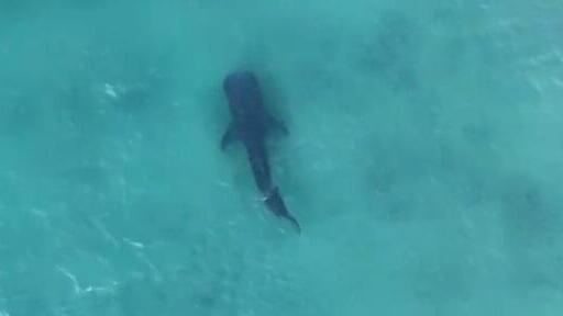 Китовая акула недалеко от Ашдода (Фото сделано пилотом параплана) הכריש בדרך לאשדוד