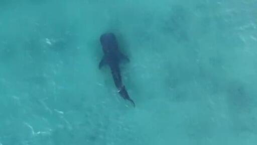 הכריש בדרך לאשדוד