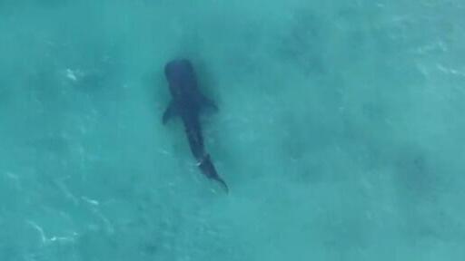 הכריש בדרך לאשדוד