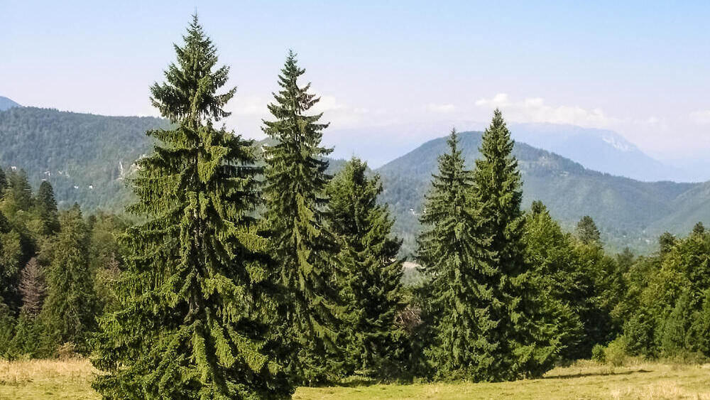 עצי אשוחית נורבגית