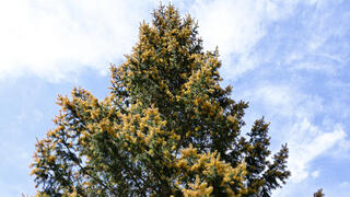 אשוחית נורבגית בגווני זהב