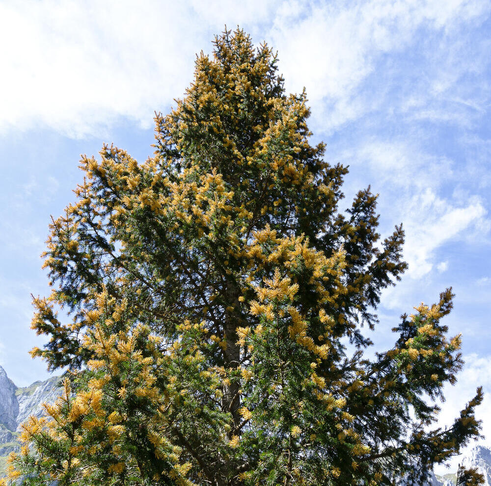 אשוחית נורבגית בגווני זהב