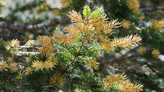 מחטי אשוחית נורבגית בגווני זהב