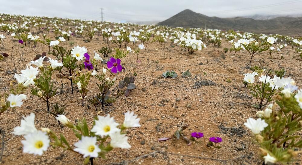 Белые, розовые, синие, фиолетовые и желтые - более 200 видов цветов зацветают в этой пустыне (Фото: shutterstock) Белые, розовые, синие, фиолетовые и желтые - более 200 видов цветов зацветают в этой пустыне