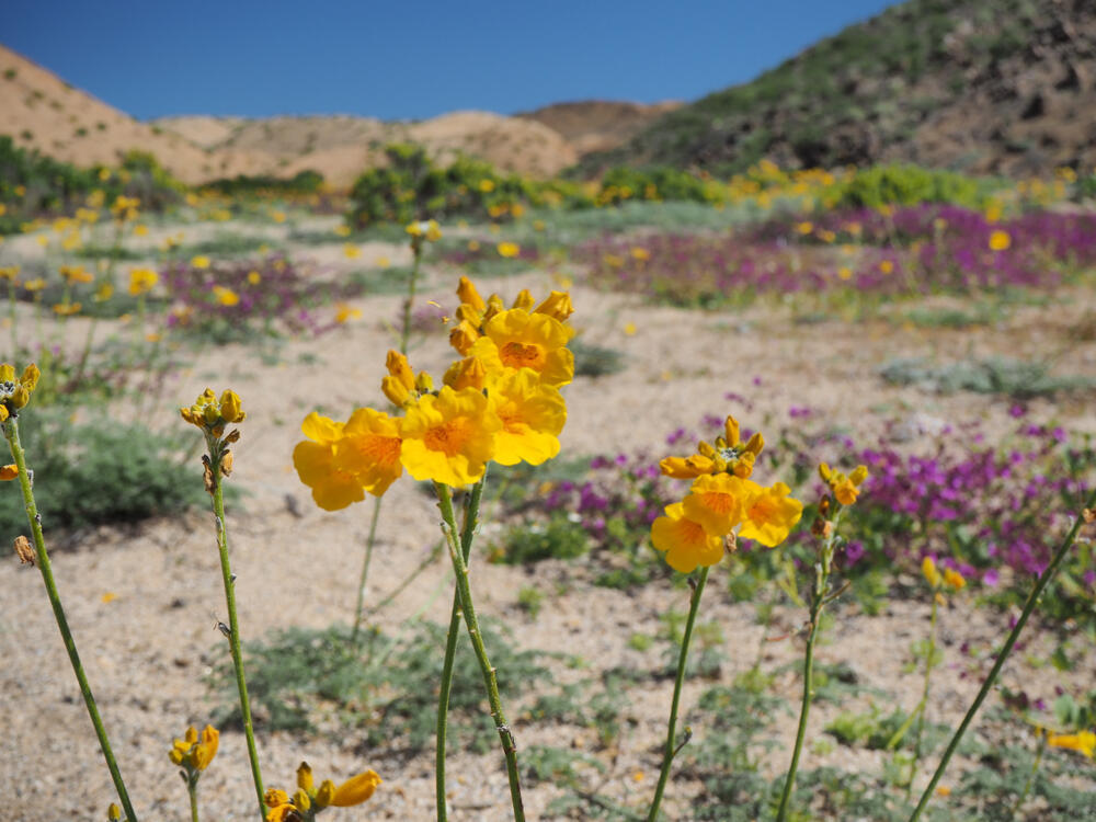 Цветы в пустыне Атакама (Фото: shutterstock) Цветы в пустыне Атакама