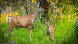 איילים ממין אייל פרדי שחור-זנב