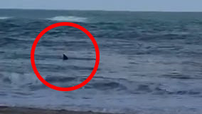  כריש נצפה בחוף נווה ים במועצה האזורית חוף הכרמל