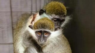 מרסי ואדווה, קופות שהגיעו למקלט במרץ לאחר שהוברחו לישראל