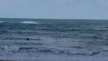  כריש נצפה בחוף נווה ים במועצה האזורית חוף הכרמל