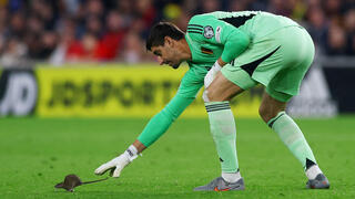 טיבו קורטואה והחולדה 