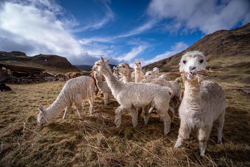 Photo: Limor Zadok קיימן