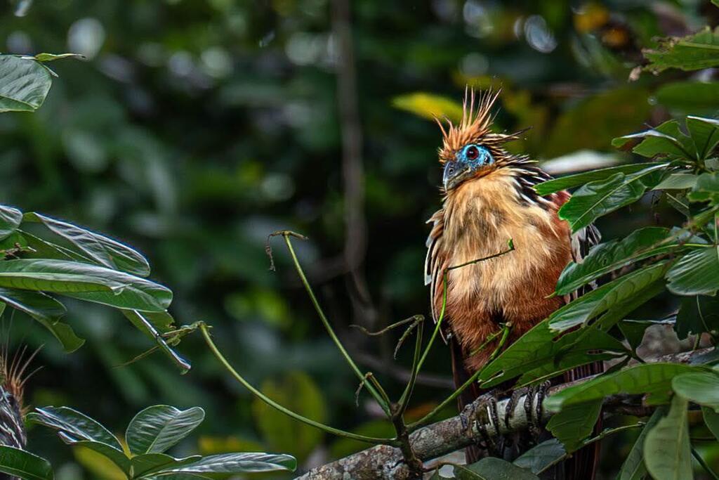 Hoatzin (Photo: Limor Zadok) קיימן