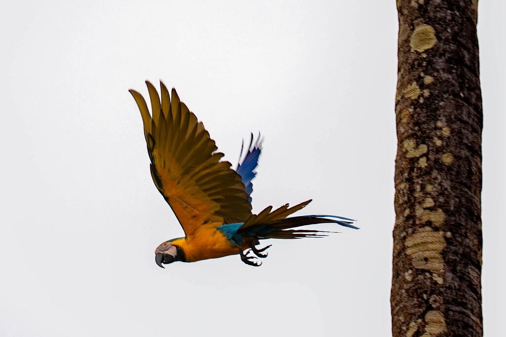 Macaw (Photo: Limor Zadok) קיימן