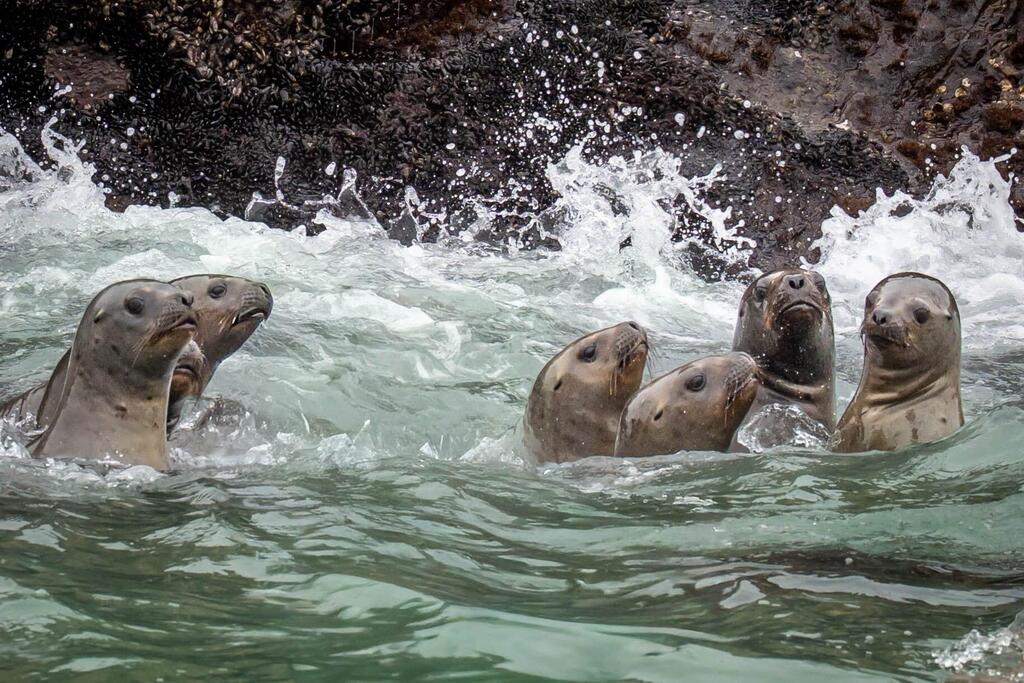 Playful sea lions (Photo: Limor Zadok) קיימן