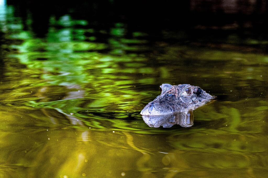 Caiman (Photo: Limor Zadok) קיימן