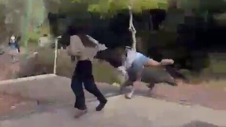 חזיר בר תוקף תלמידת תיכון במשגב