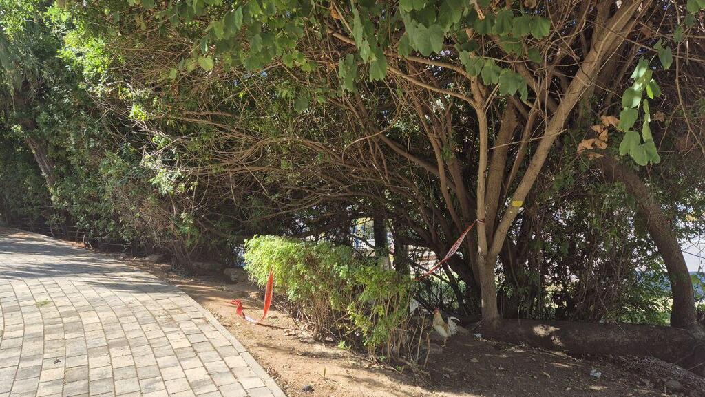 Сквер, в котором обнаружили останки Ширли (Фото: Саар Хесс) זירת הרצח ביד אליהו