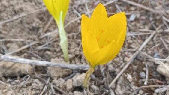 חלמוניות פורחות ביער ביריה