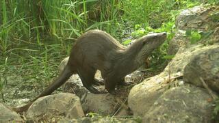 לוטרה בעמק החולה