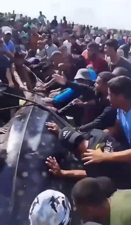 Толпа вокруг акулы в Газе כריש ברצועת עזה