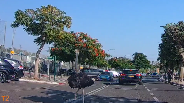 היען ברחוב ברמת גן