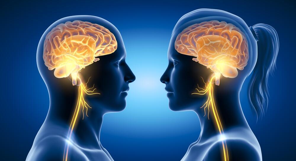 Men’s brains shrink faster than women’s (Photo: Shutterstock) מוח