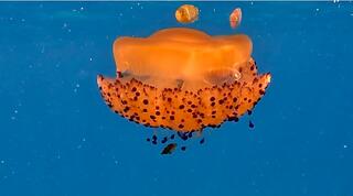 ביצת עין ים תיכונית