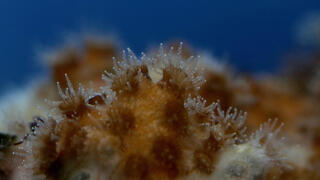 האלמוגים מהמין שנחקר