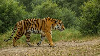 רימבה בגן החיות התנכ"י