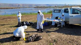 צוות המעבדה לאקולוגיה של תנועה אוסף דגימות מעגורים מתים באגמון החולה בשיא מגפת שפעת העופות, 27 דצמבר 2021