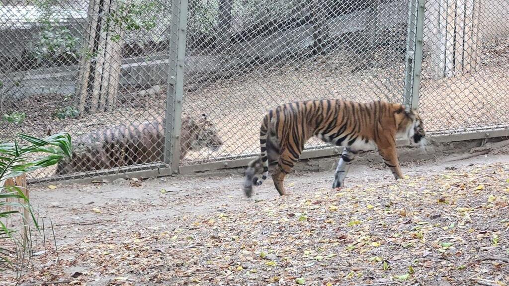Rimba meets Jakarta (Photo: Jerusalem Biblical Zoo) בינתיים גדר מפרידה ביניהם. רימבה וג'קארטה