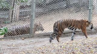 בינתיים גדר מפרידה ביניהם. רימבה וג'קארטה